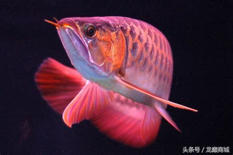 龍魚生病|龍魚飼養及常見疾病處理方法